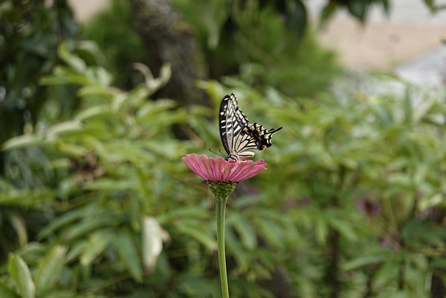 中场拦